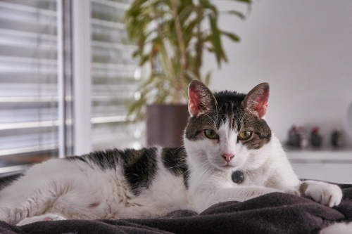 cat-2666715_1280
