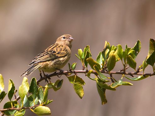 Csicsörke vagy vadkanári (Serinus serinus) , az énekes kanári őse