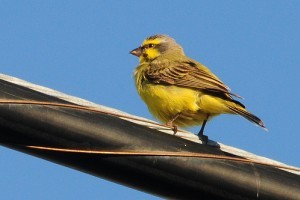Csicsörke vagy vadkanári (Serinus serinus) , az énekes kanári őse
