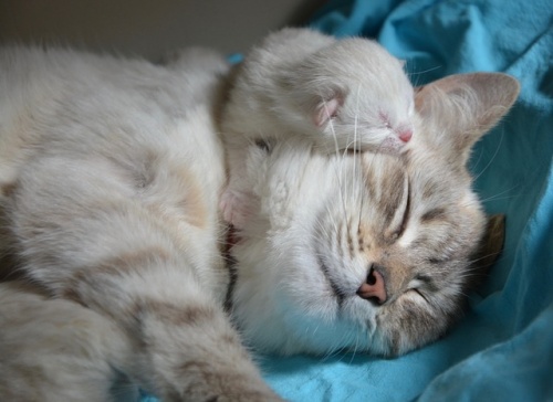 kitten-with-mom-2633283_640