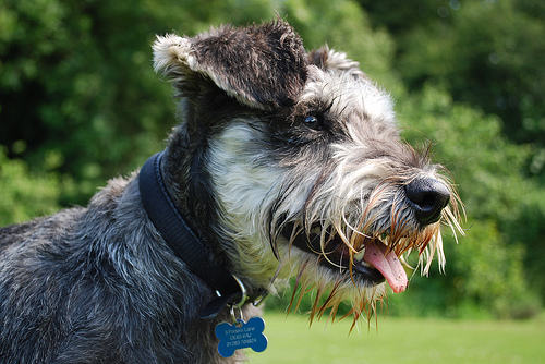 Schnauzer kutyám úgy viselkedik, mint egy vadállat! Mit tegyek?