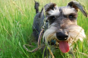 Schnauzer kutyám úgy viselkedik, mint egy vadállat! Mit tegyek?