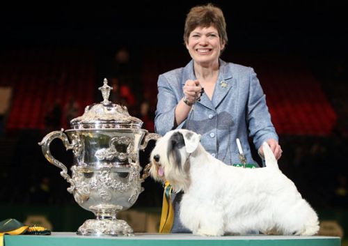 A 2009-es Crufts-ot egy sealyham terrier nyerte