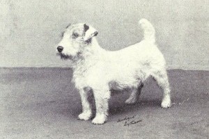 A 2009-es Crufts-ot egy sealyham terrier nyerte