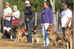Kennel Club Crufts – a legnagyobb kutyakiállítás