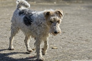 A drótszőrű foxterrier életvidám, gyerekszerető kutya
