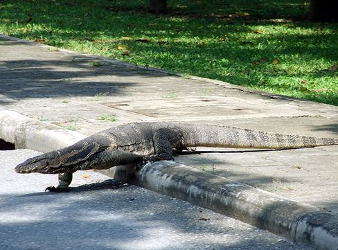 Itt a kánikula? Sétáltasd a leguánod!