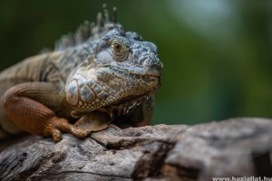 Hogyan neveljünk leguánt?
