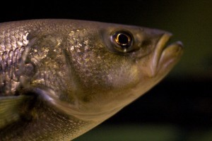 A vízben oldott oxigén hiánya okozta betegségek