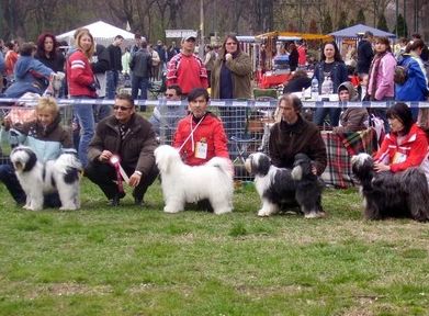 Miskolc CACIB 2010 - Kutyakiállítás duplán