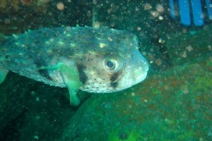 Palembang gömbhal (Tetraodon biocellatus)