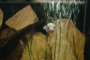 A zöld gömbhal (Tetraodon fluviatilis)