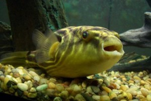 Tetraodon lineatus gömbhal