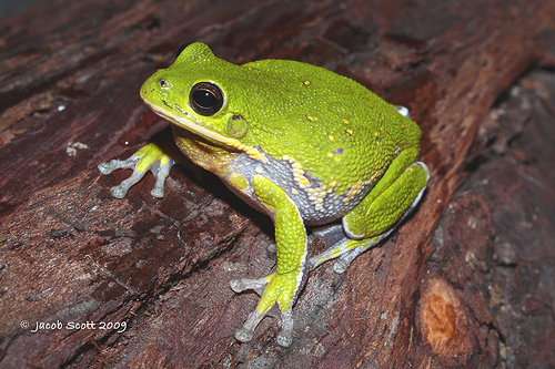 Ugató levelibéka (Hyla gratiosa)