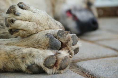 dog-2411762_640