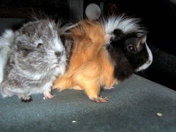 Sir Pamacs, a tengerimalac