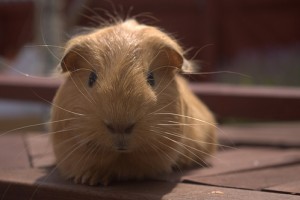 Sir Pamacs, a tengerimalac