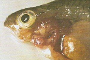 Halbetegségek: hasvízkór (aszcitesz)