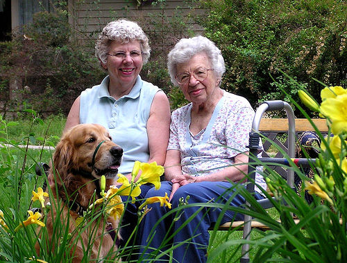 A Canine Good Citizen program és a Therapy Dog International