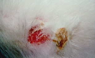 Pyoderma, a kutyakölykök gyakori bőrfertőzése