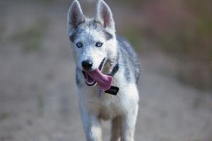 Tisztelet a dolgozó kutyának! A munkakutya és az ember