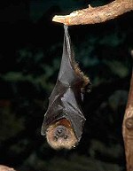 Ébrednek a denevérek (Chiroptera)