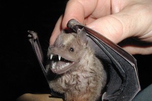 Ébrednek a denevérek (Chiroptera)