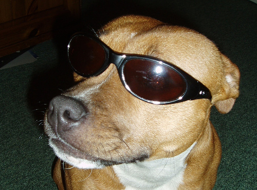Staffordshire bullterrier