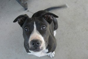 Staffordshire bullterrier