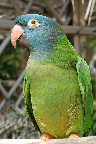 Kékhomlokú aratinga