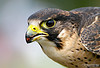 A vándorsólyom (Falco peregrinus)
