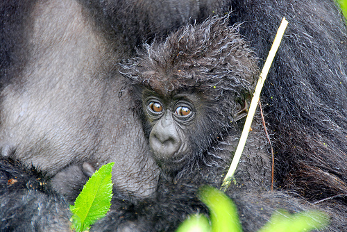 A hegyi gorilla