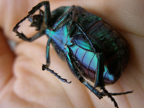 Ízeltlábúak: a szkarabeusz bogár (Geotrupes stercorarius)