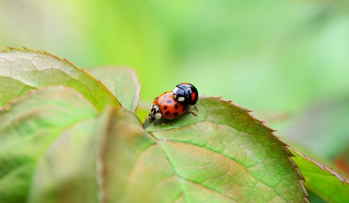 harlequin-329327_1280