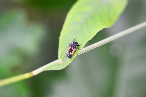 ladybird-larvae-401827_1280