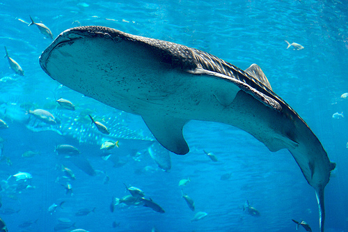 A cetcápa, vagy bálnacápa (Rhincodon typus)