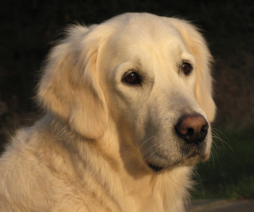 Pets´ Care Állatközvetítő Segélyegyesület