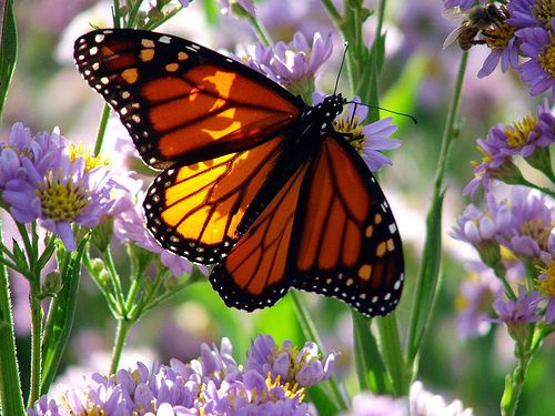 A pompás királylepke (Danaus plexippus)