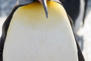 Milyen a császárpingvin (Aptenodytes forsteri)?