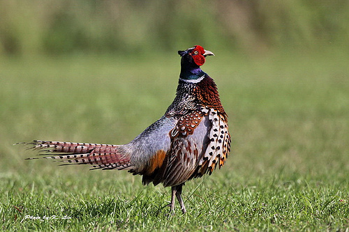 A fácán (Phasianus colchicus)