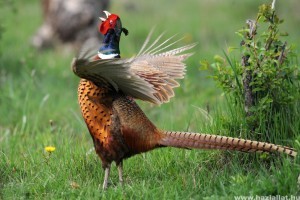 A fácán (Phasianus colchicus)