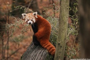 Amit a vörös pandáról tudni kell