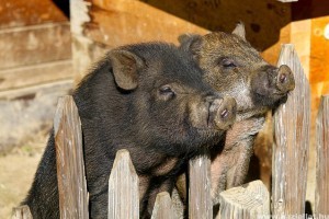 A csüngőhasú malac meghálálja a törődést