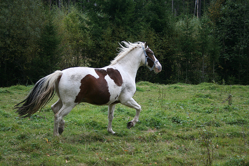 Súlykontroll lovaknak