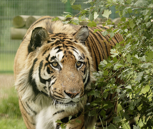 A bengáli tigris (Panthera tigris tigris)