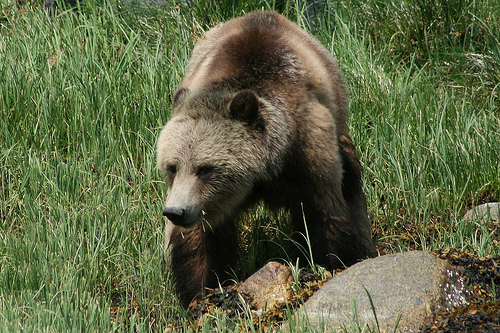 A grizzly medve