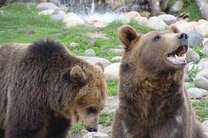 A grizzly medve