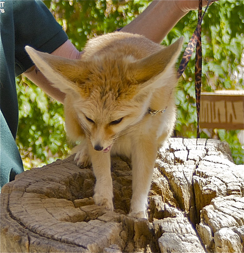 A sivatagi róka (Vulpes zerda) mint háziállat