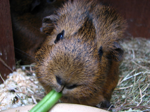 A tengerimalac C-vitamin szükségletére figyeljünk