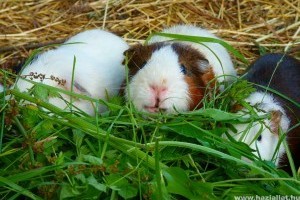 A tengerimalac C-vitamin szükségletére figyeljünk